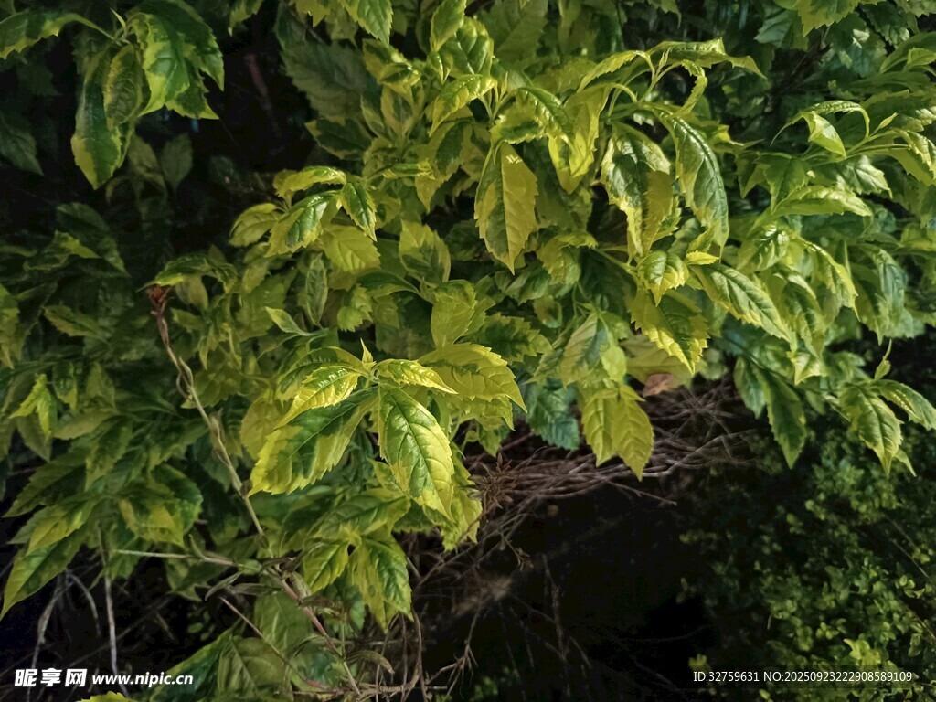 翠绿繁茂的植物枝叶