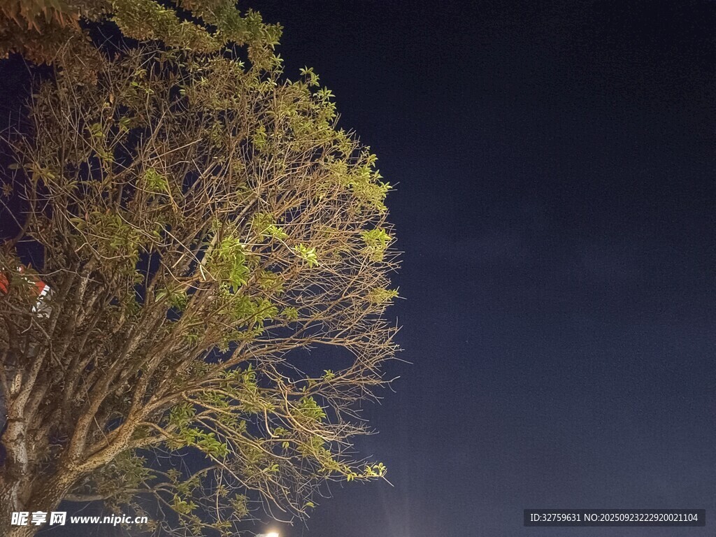 夜空下的繁茂树木