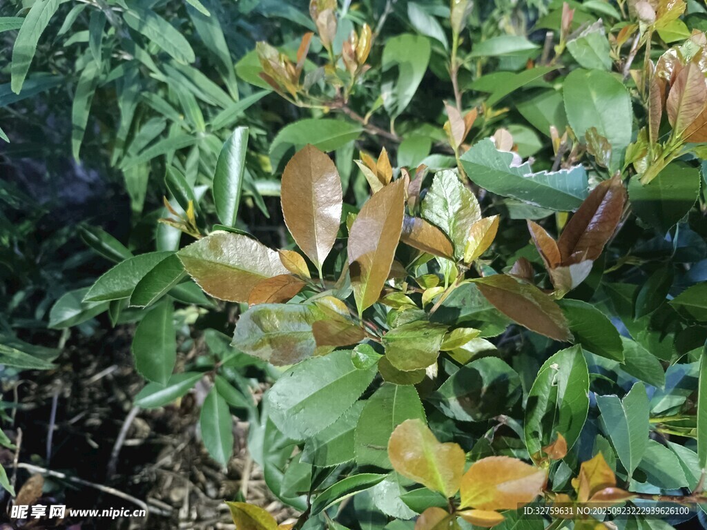 多彩叶片植物特写
