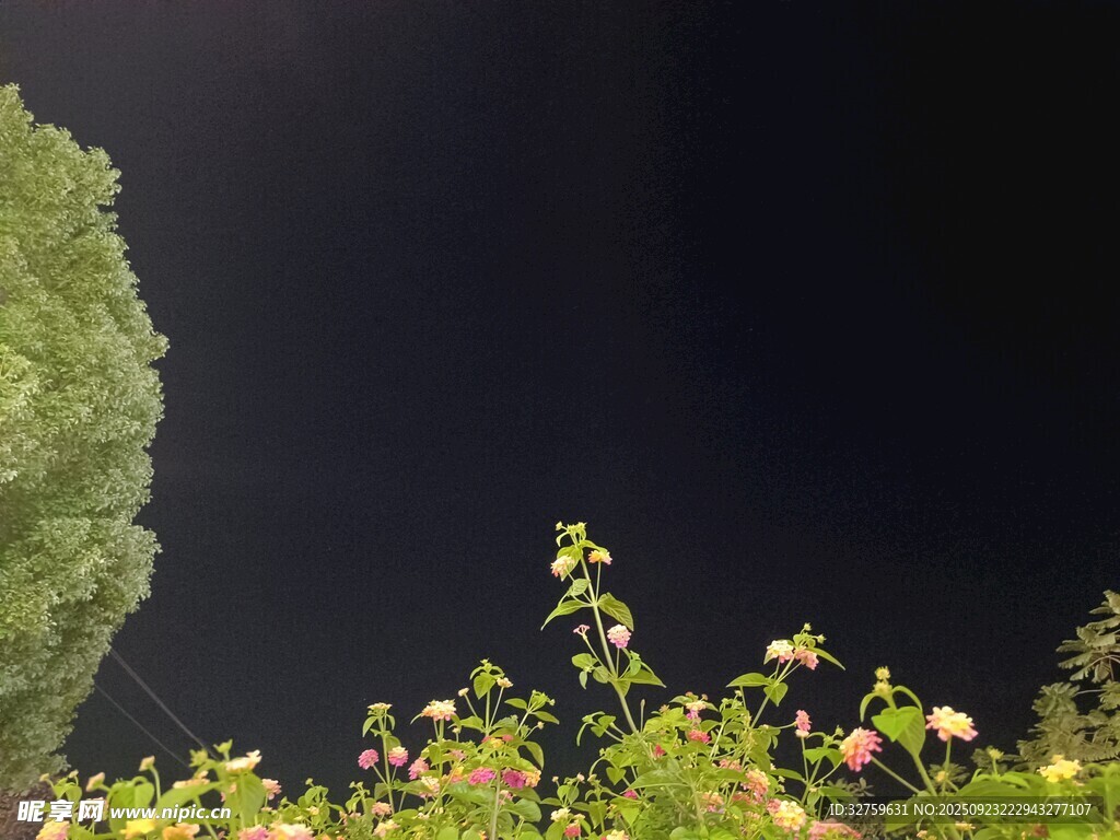 夜幕下的花丛与树木