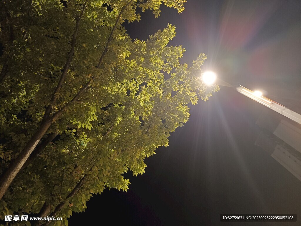 夜晚树下的明亮路灯