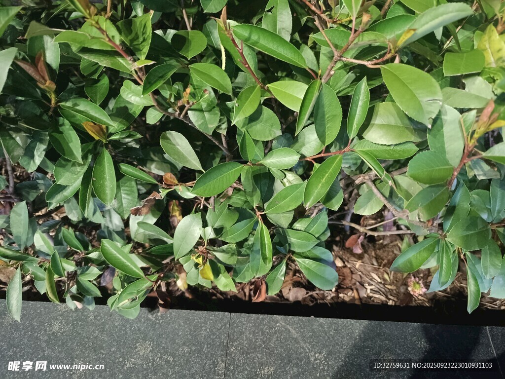 绿叶植物近景展示