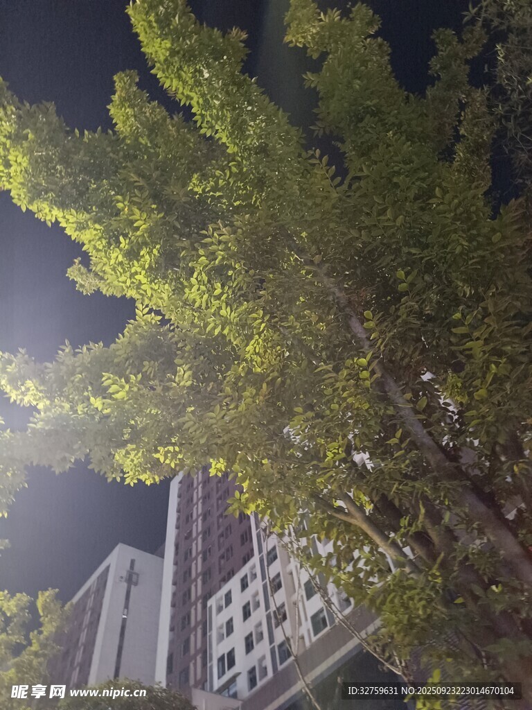 夜晚下的树木与高楼
