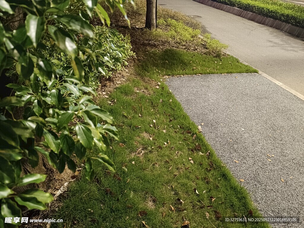 路边绿植与平整路面景观