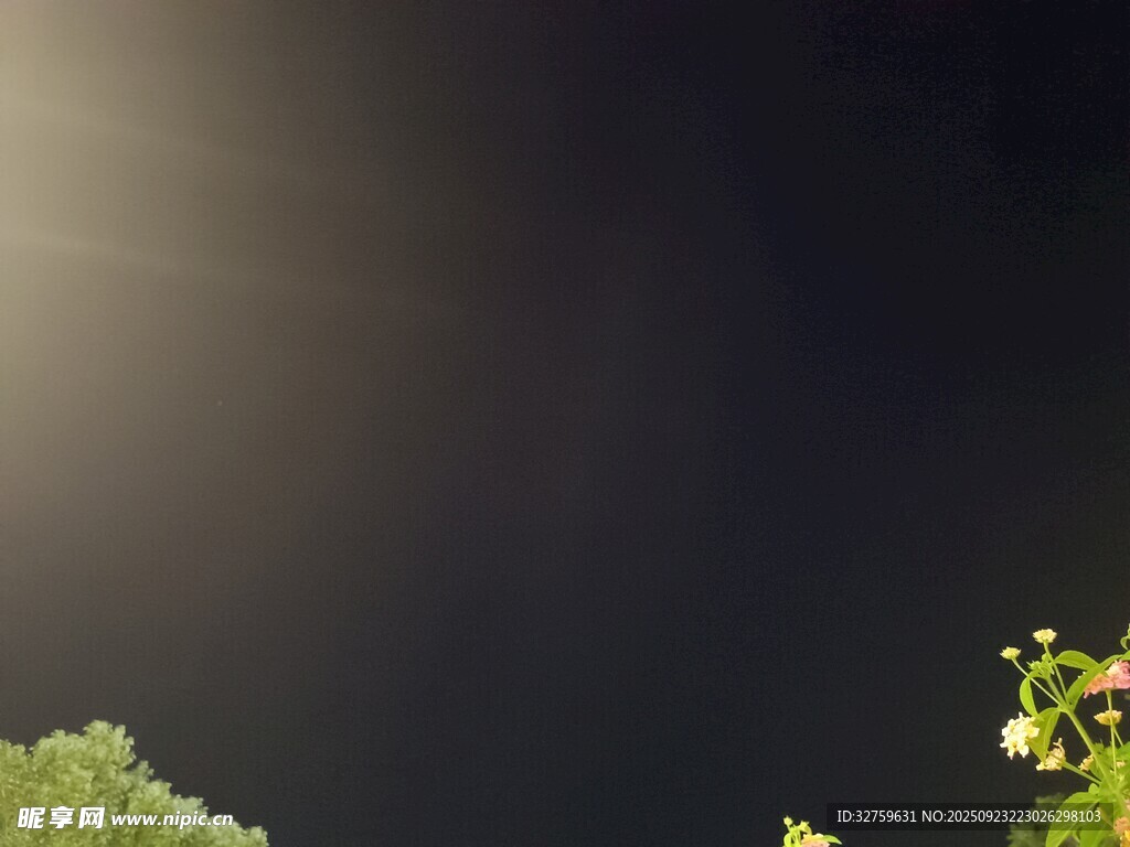 暗夜微光下的绿植
