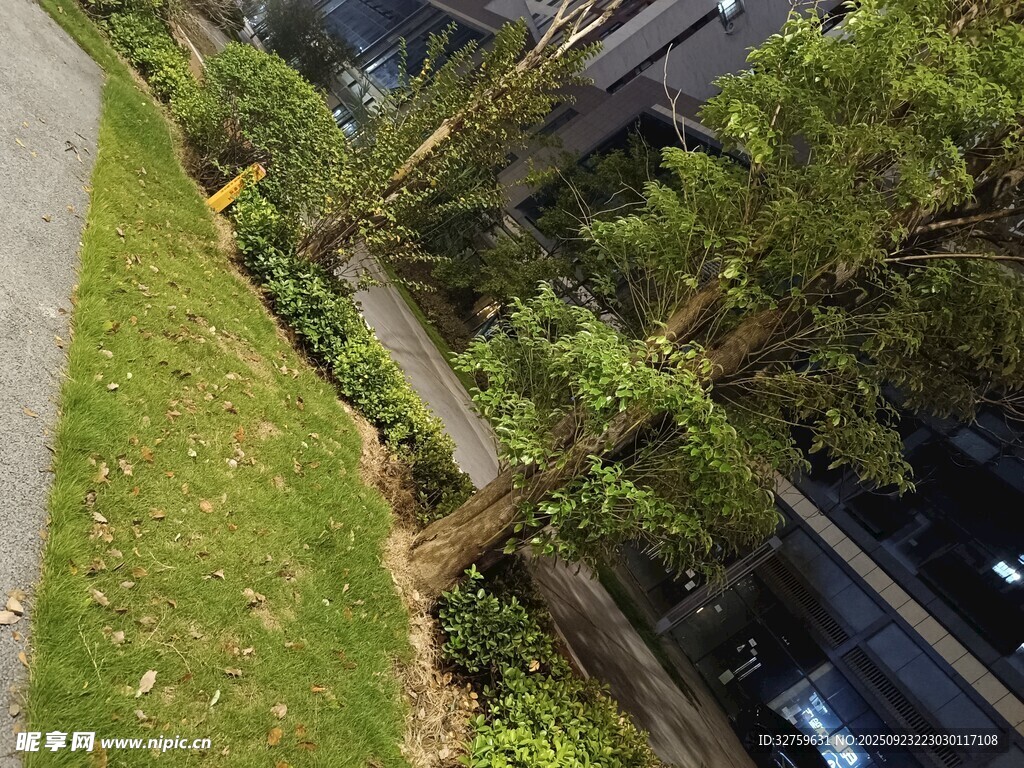 路边绿意盎然的树木景观