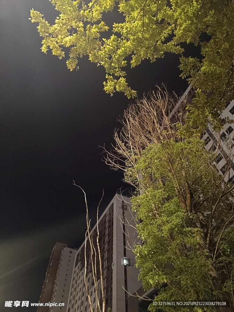 夜晚围栏旁的绿植景象