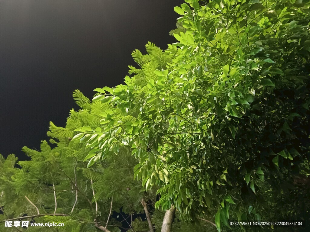 夜幕下的葱郁树林
