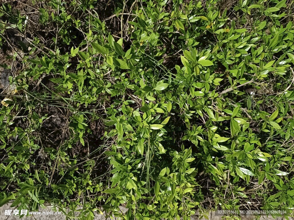 繁茂绿植景象