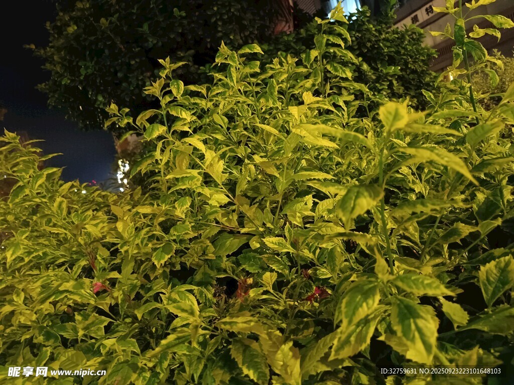 翠绿繁茂的叶片景观