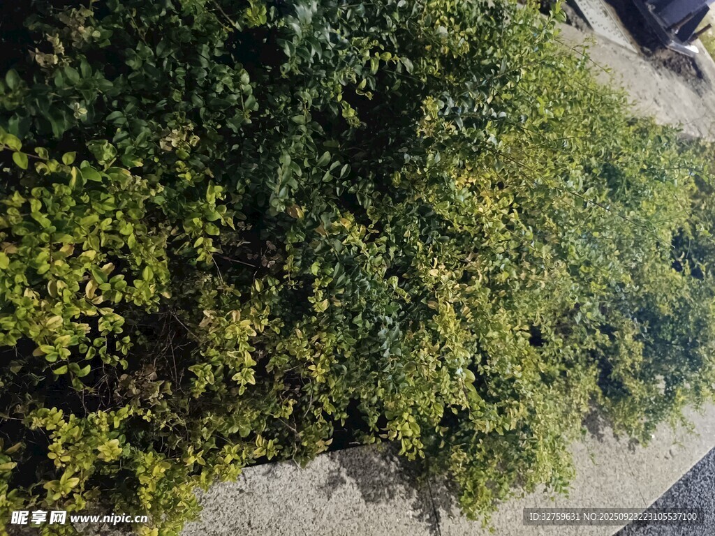 路边茂盛的绿色灌木丛