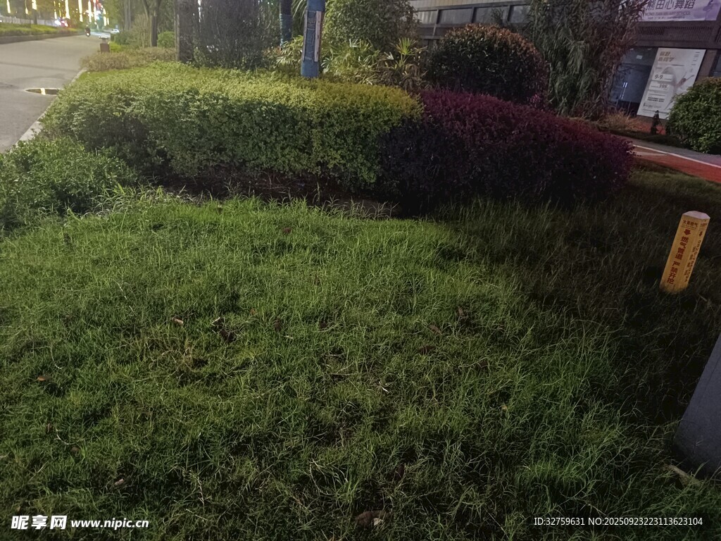 路边整齐的绿植景观