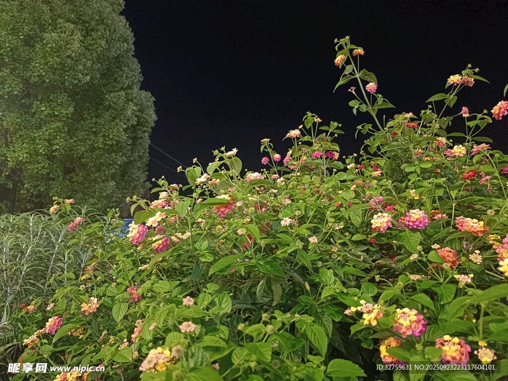 夜下盛放的绚烂花丛