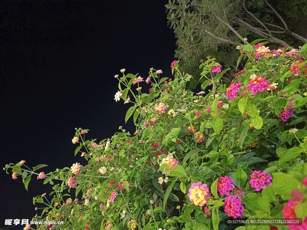 繁花似锦的夜间花卉景观