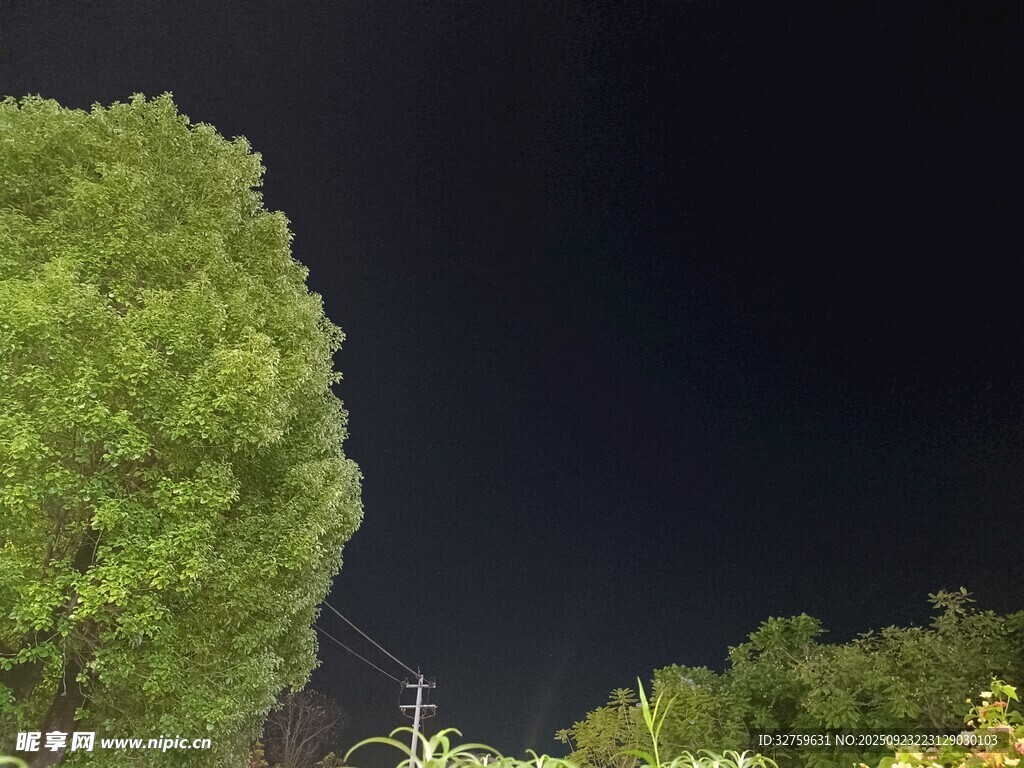 夜空下的葱郁树木