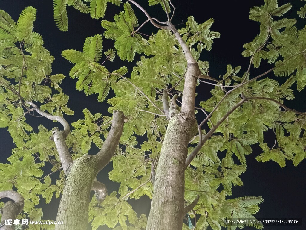 夜晚下的葱郁树木