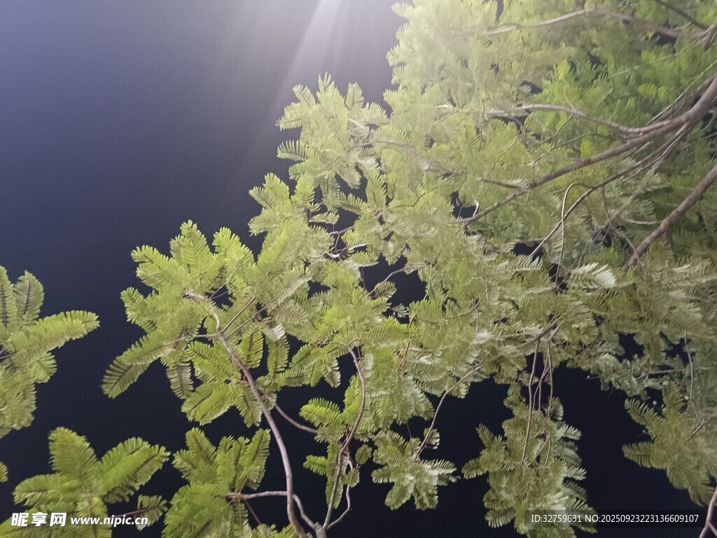 阳光下的翠绿枝叶