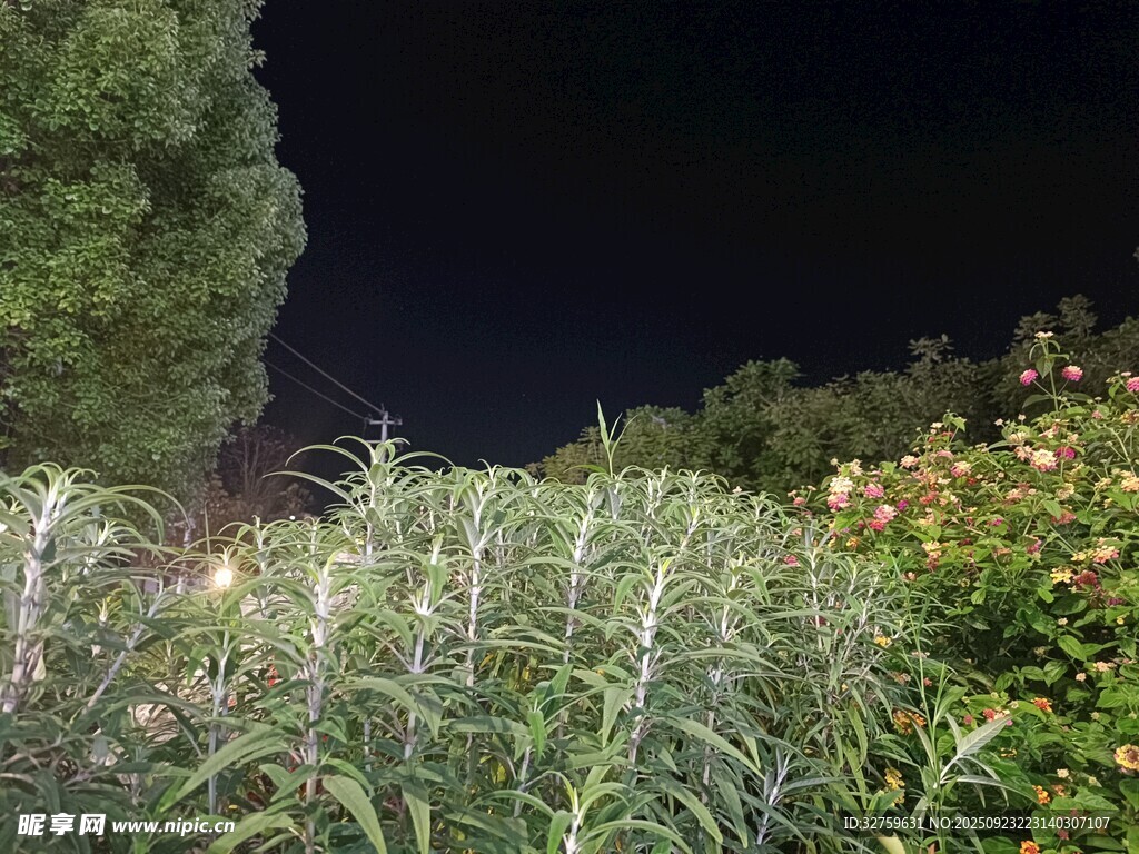 夜晚花园绿植景观