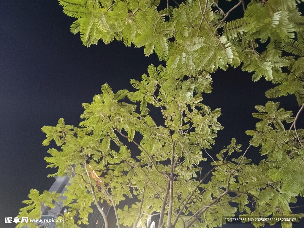 夜间翠绿树叶特写