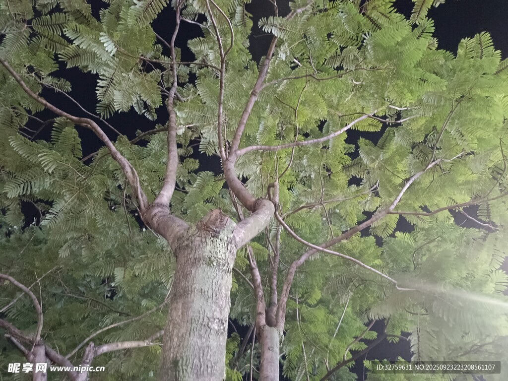 夜间树木喷水场景