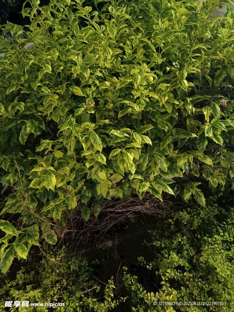 绿叶丛中的神秘鸟巢
