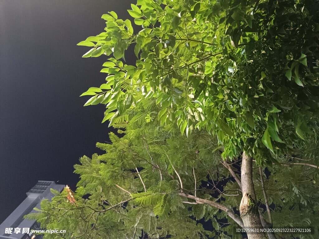 夜幕下的葱郁绿树
