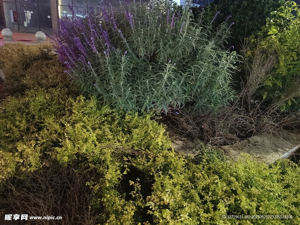 多彩植物景观