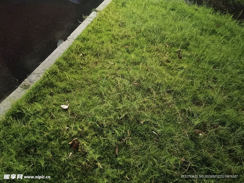 翠绿草坪近景