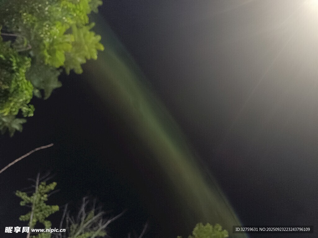 夜空中的光束与绿植