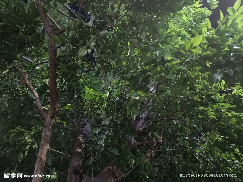 茂密丛林绿意盎然