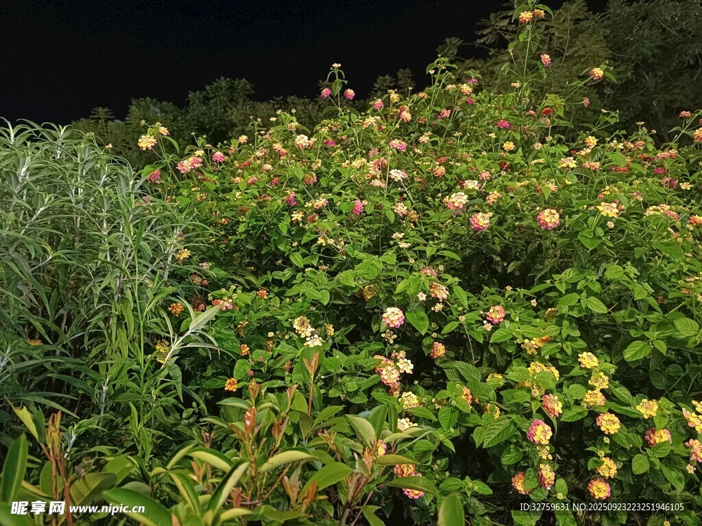 夜幕下繁茂的带果植物