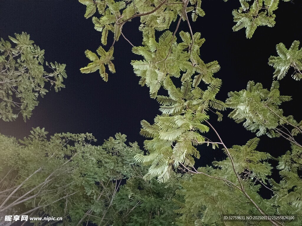 夜空下的繁茂绿植