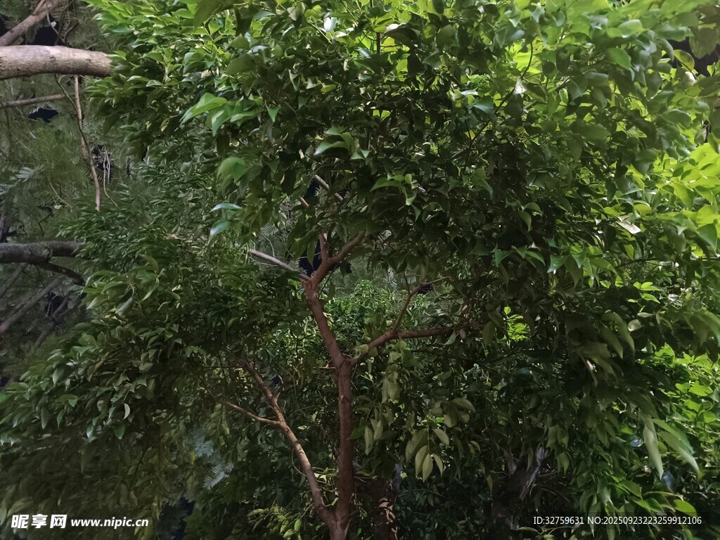 茂密绿植景观
