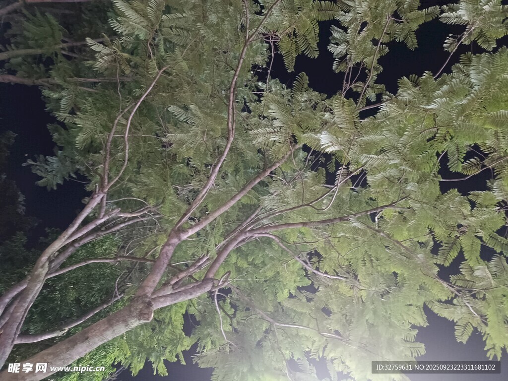 夜晚下的繁茂树枝树叶