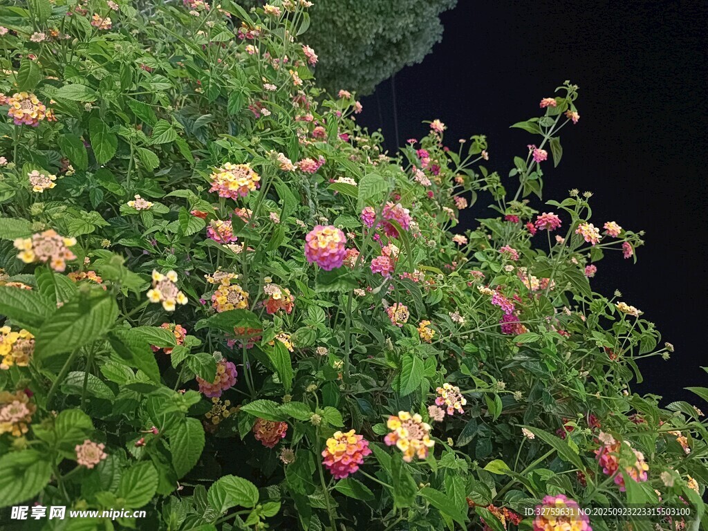 繁花簇拥的河畔美景
