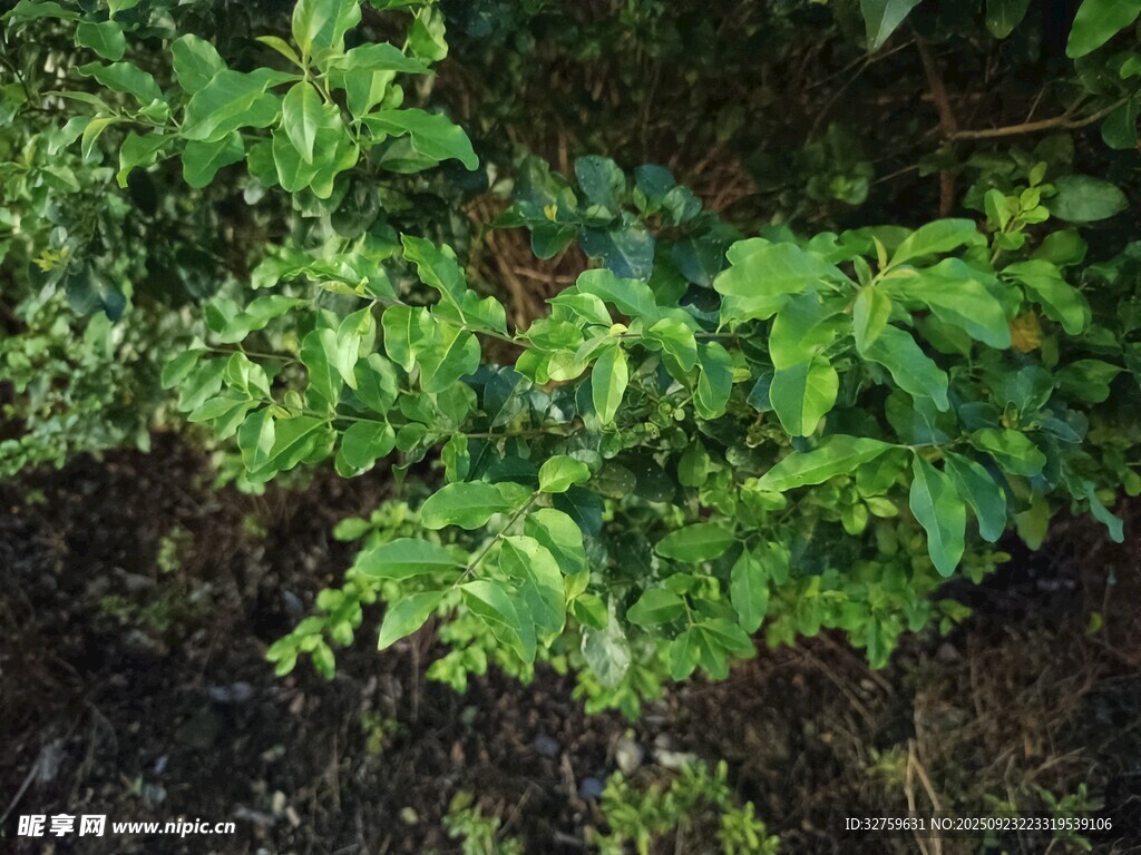 绿叶繁茂的地面植物