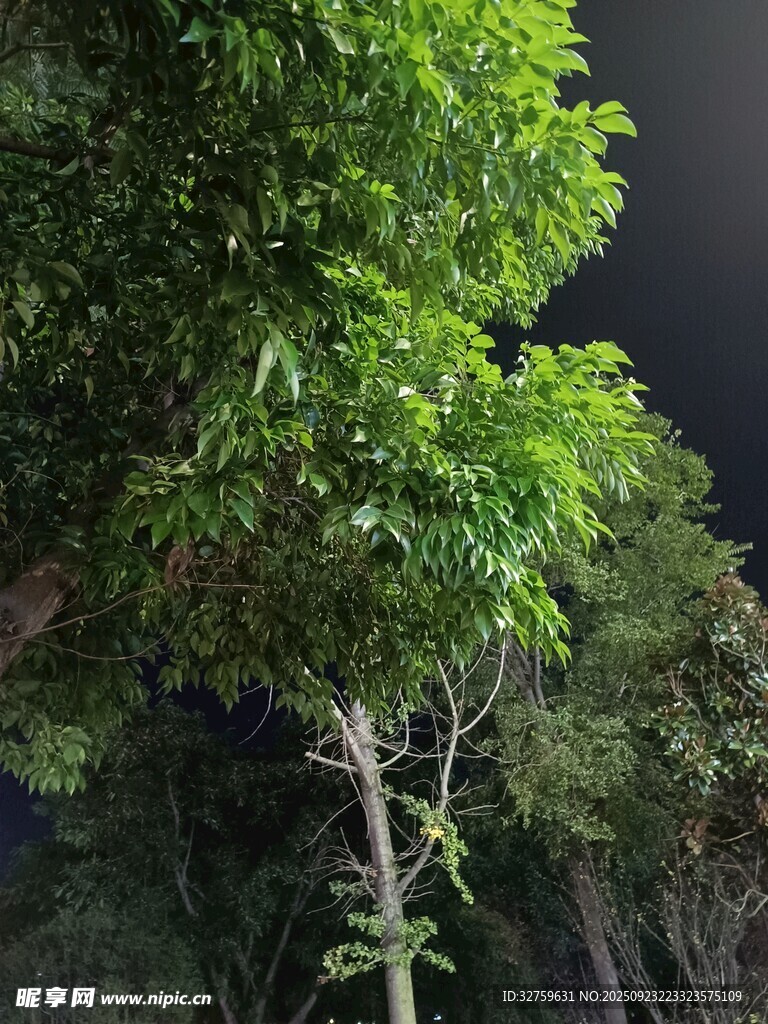 夜间繁茂绿树景象