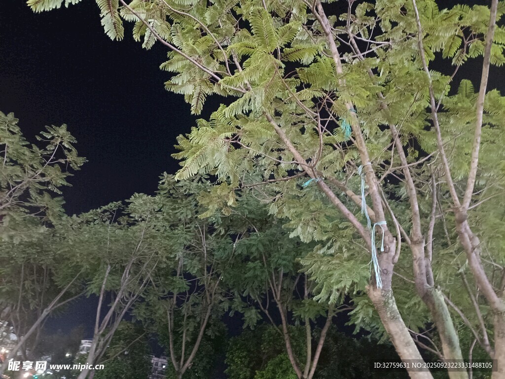 夜晚中的葱郁树木