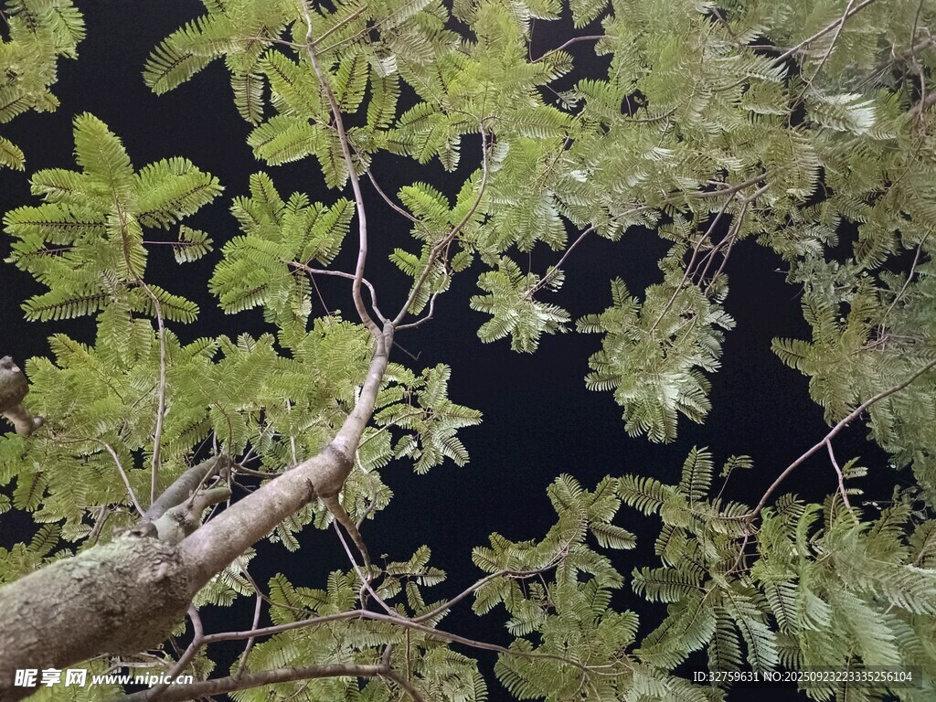 繁茂枝叶下的树干