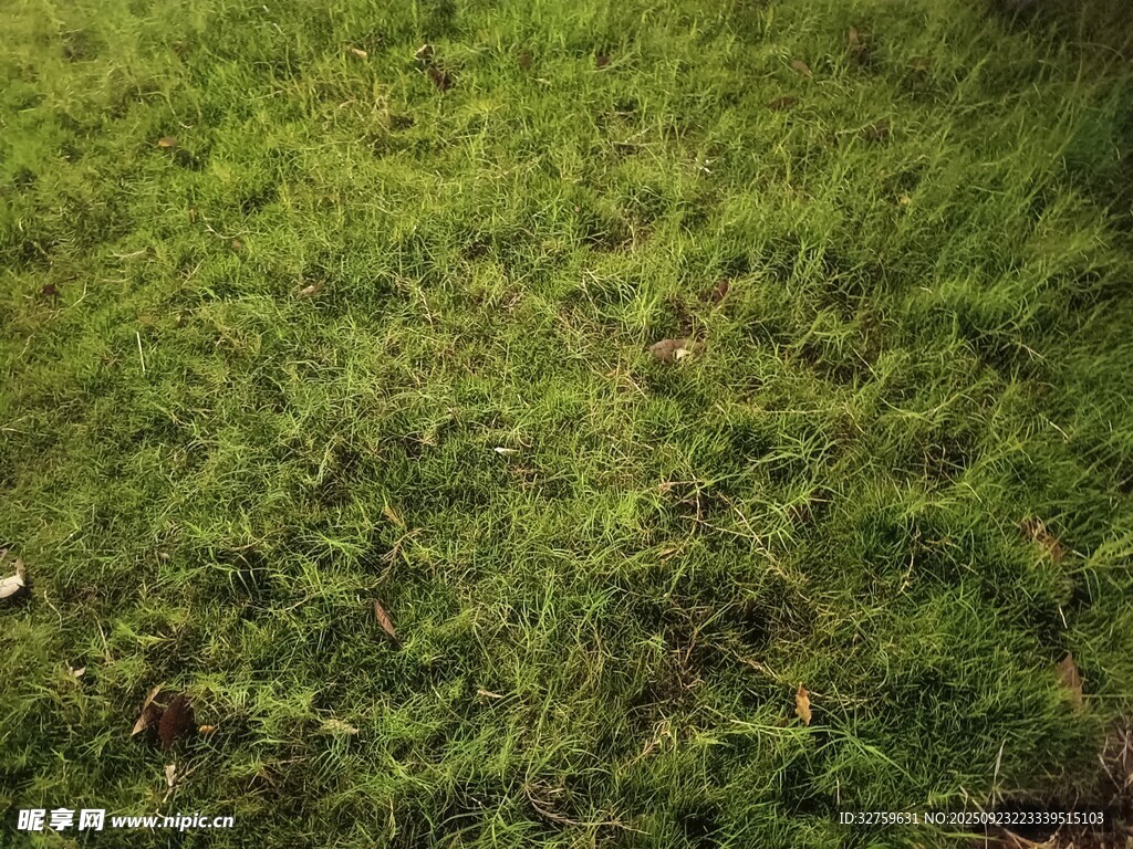 翠绿草地