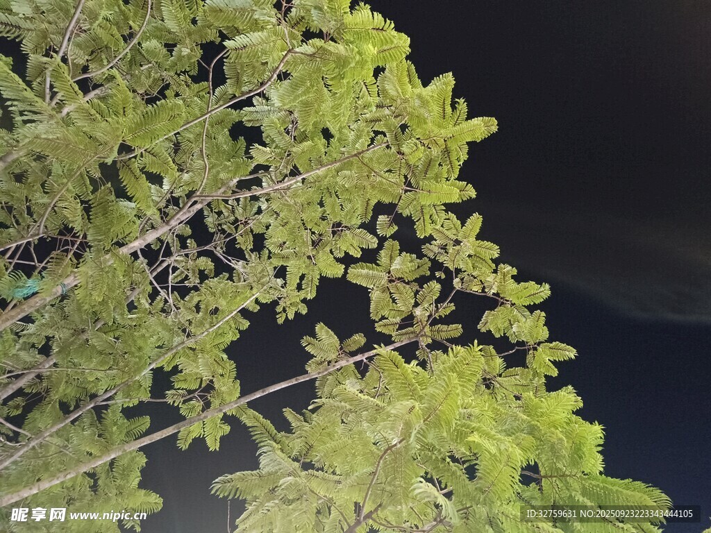 翠绿枝叶特写