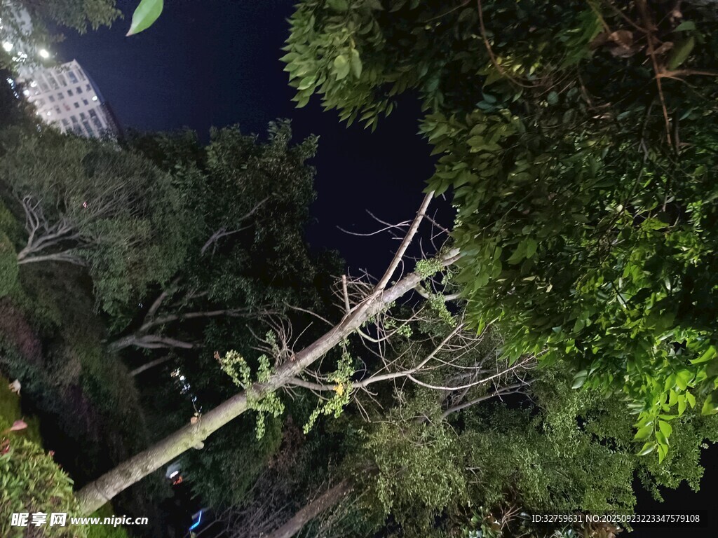夜晚繁茂树木景观