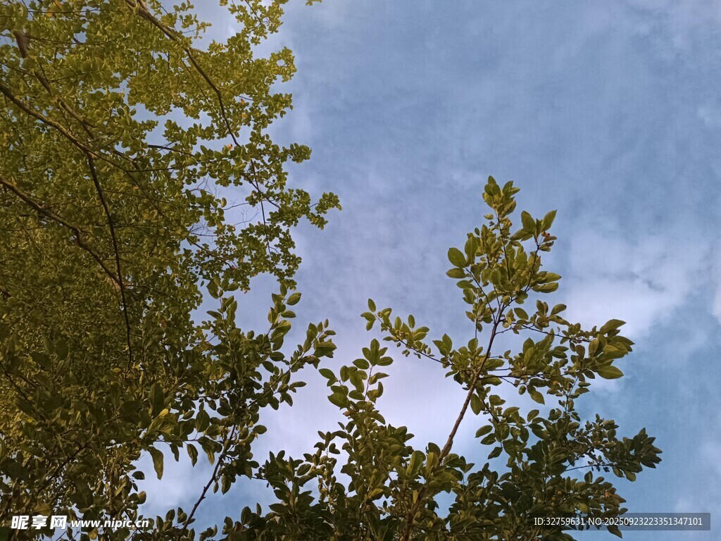 仰视绿树蓝天的景致
