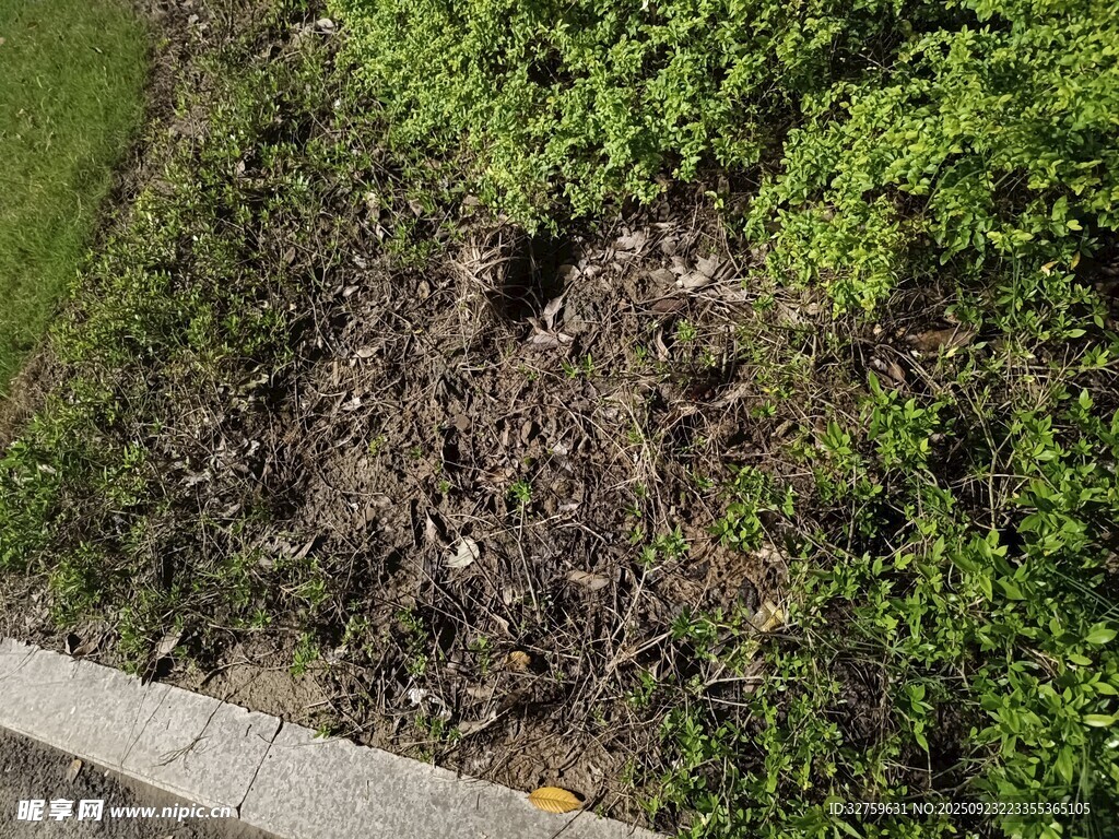 路边裸露泥土与绿植