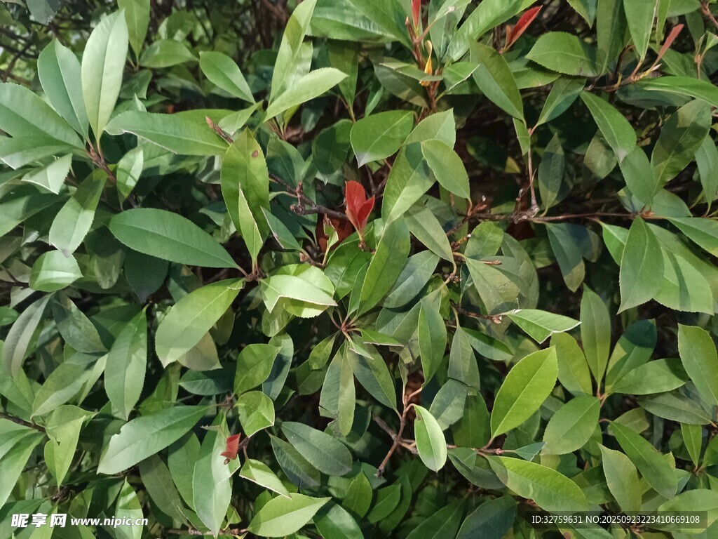 绿叶间的红色果实