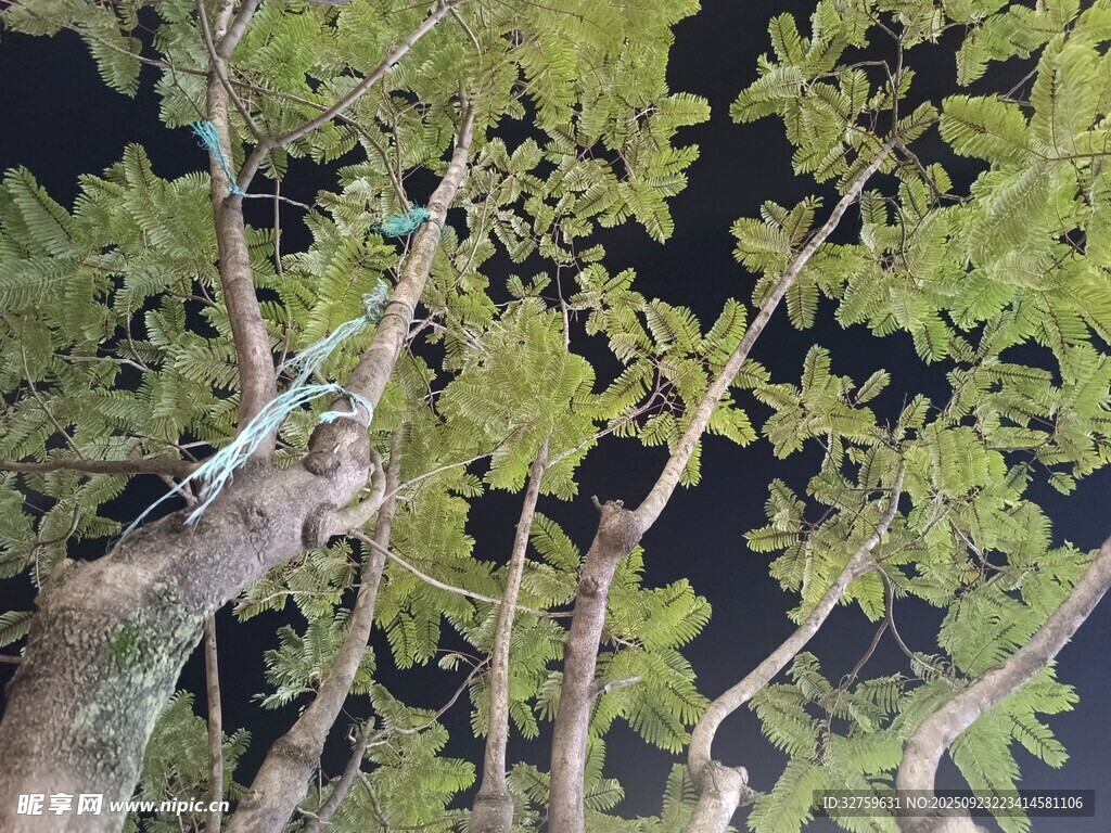 仰视繁茂树枝与绿叶