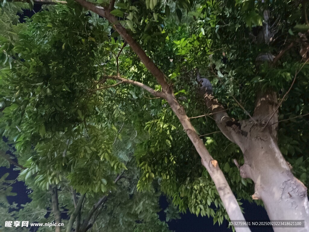 茂密树林中的高大树木