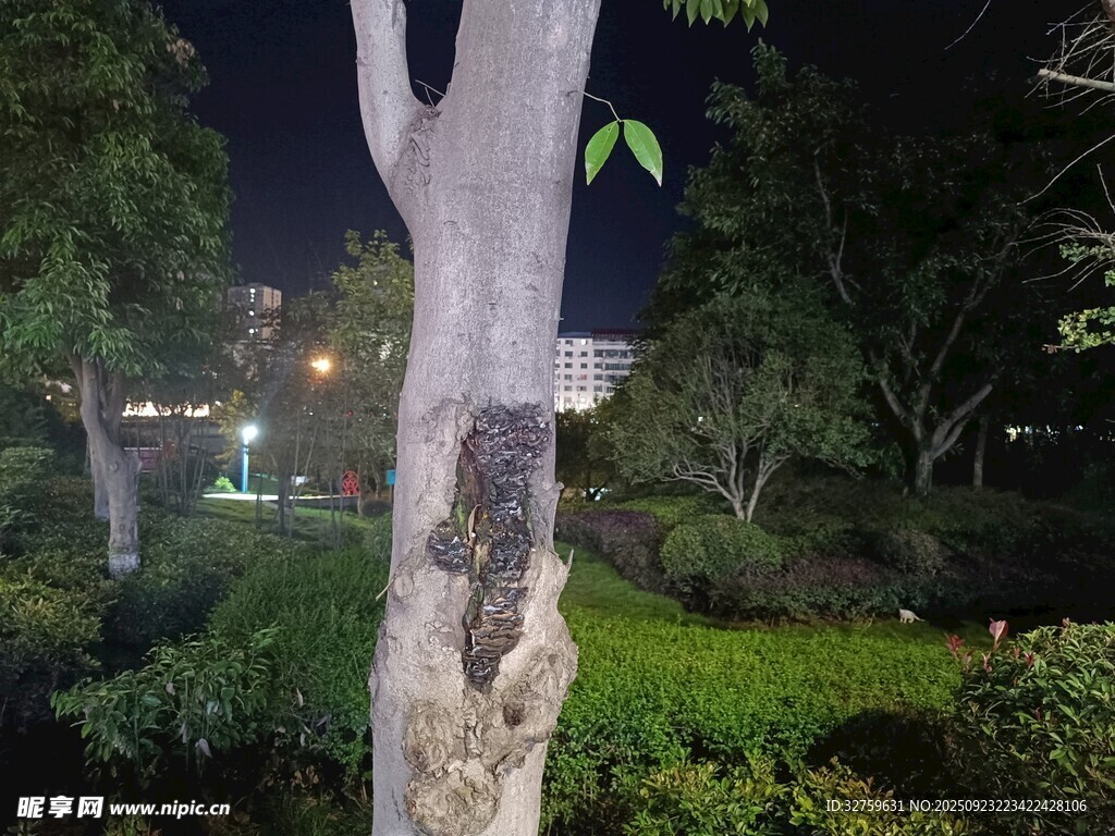 夜晚公园中的奇特树干
