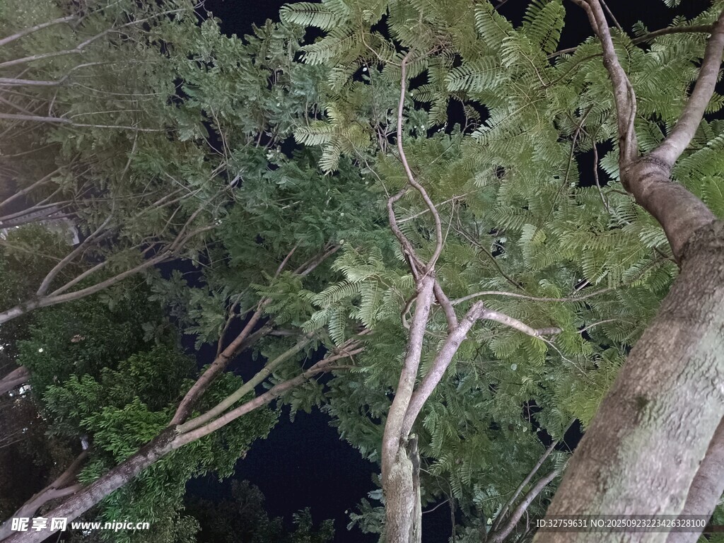 夜晚中的繁茂树木