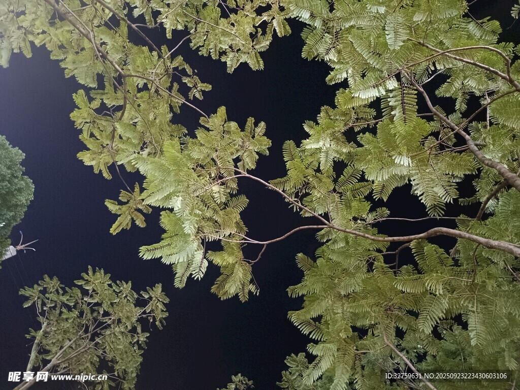 夜空下的繁茂枝叶